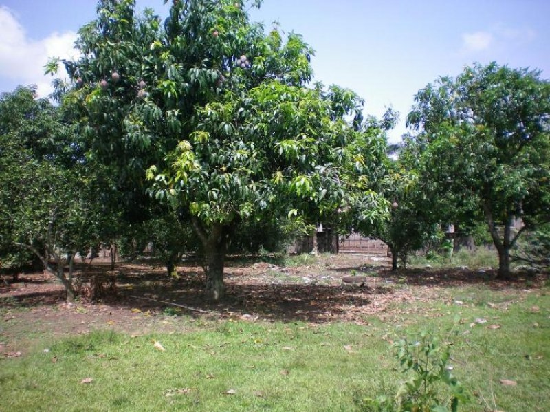 Foto Finca en Venta en Haras Nacionales, Santo Domingo Norte, Santo Domingo - $ 35.200.000 - FIV1150 - BienesOnLine