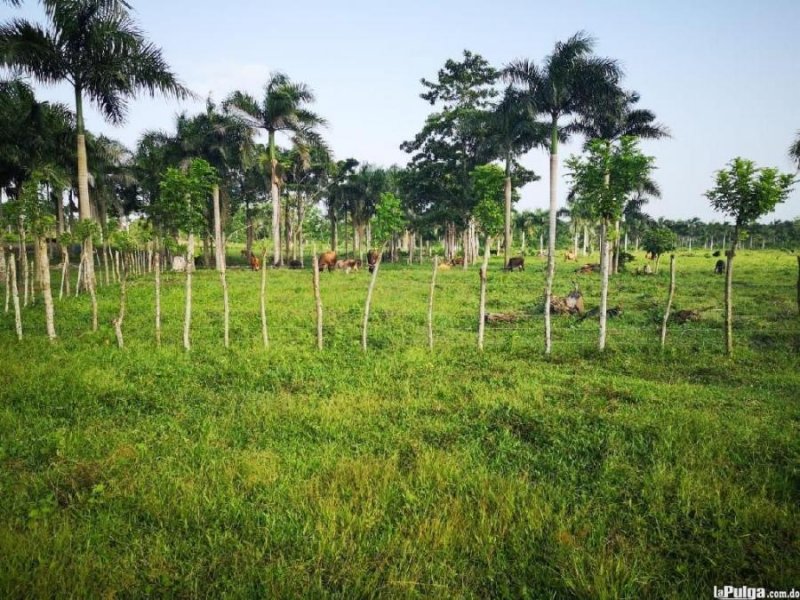 Foto Finca en Venta en Los llanos, San José de Los Llanos, San Pedro de Macorís - $ 32.000 - FIV24429 - BienesOnLine