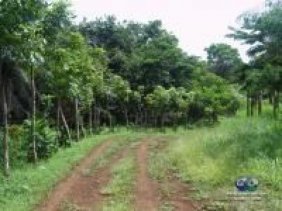 Finca En San Pedro de Macorís 600 tarea con una laguna en medio Ideal p/. ganado y está sembrada de